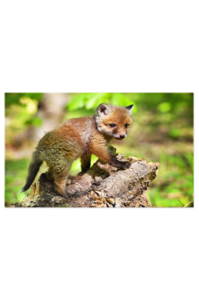 StoryGift Romania Tablou Canvas - Vulpe Jucausa: Pui Adorabil In Peisaj Natural