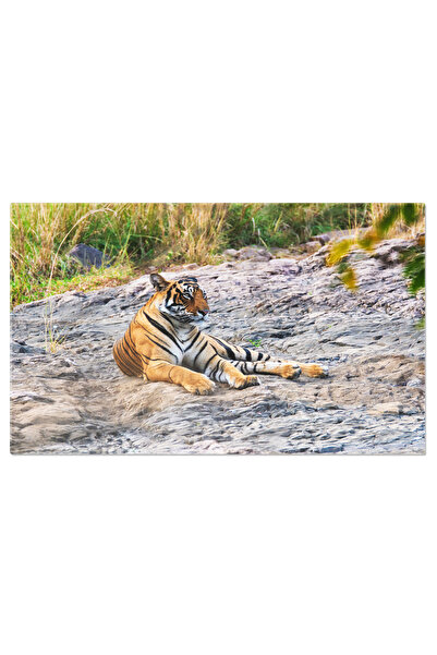 StoryGift Romania Tablou Canvas - Bengal Din Ranthambore: Felina Salbatica, N...