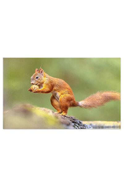 StoryGift Romania Tablou Canvas - Prietenul Padurii: Veverita Dragalasa In De...