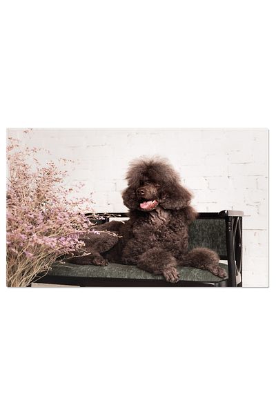 StoryGift Romania Tablou Canvas Caine Pudel, Aproape De Capul Ciocolate Pudel, Cap, Detaliu, Animal, Ras 3604