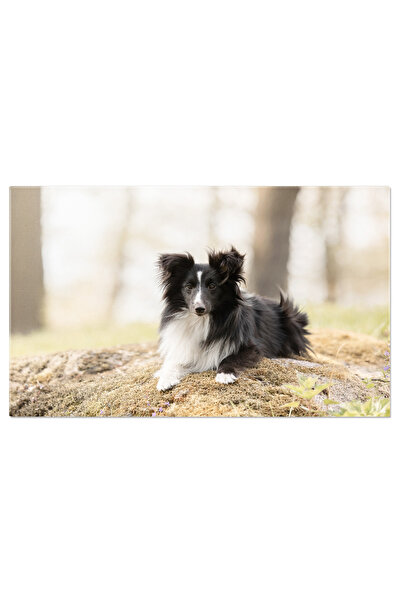 StoryGift Romania Tablou Canvas: Explorand Natura - Caine Fericit In Fotografie