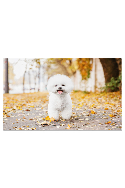 StoryGift Romania Tablou Canvas - Cainel Alb Plimbandu-se In Natura In Toamna - Caine, Natura, Plimbare, Dragut