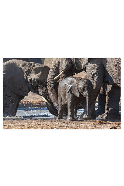 StoryGift Romania Tablou Canvas Familie De Elefanti Africani Familie, Elefant...