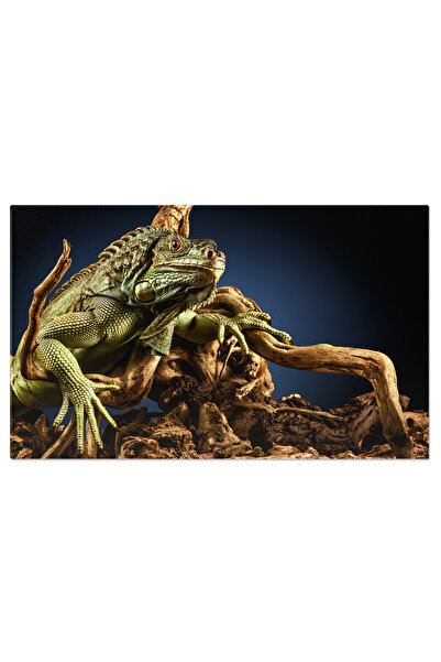 StoryGift Romania Tablou Canvas - Fauna Insulei: Vietuitoare Colorate