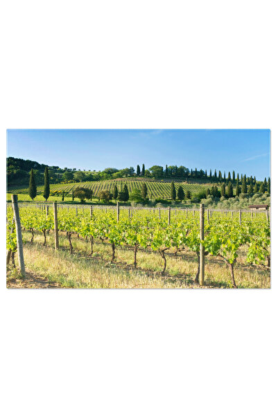 StoryGift Romania Tablou Canvas: Vita De Vie In Sudul Frantei