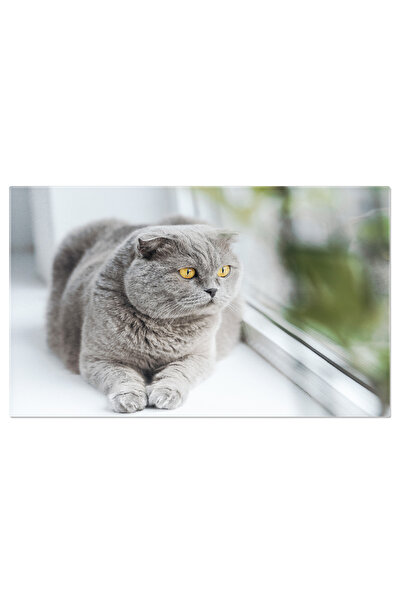 StoryGift Romania Tablou Canvas Scufundator Cu Manta Oceanica Giganta, Scufun...