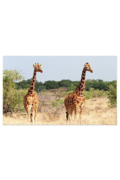 StoryGift Romania Tablou Canvas Cu Girafe In Safariul Din Kenya - Frumusetea ...