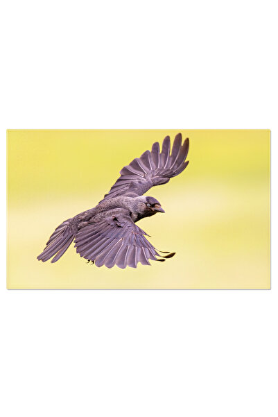 StoryGift Romania Tablou Canvas Cu Corbul Eurasian - Zbor Pe Cerul Albastru Si Cuiburi Urbane