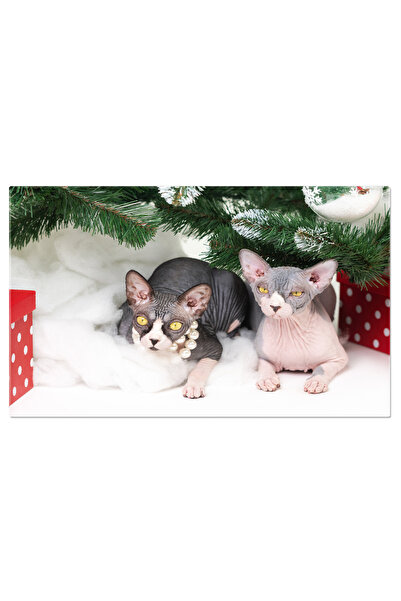 StoryGift Romania Canvas Painting - Holiday Gift: Kitten in a Box