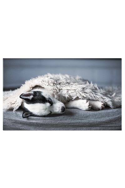 StoryGift Romania Tablou Canvas Caine Alb Mic, Rasa Husky Siberian, Husky, Caine, Siberian, Alb, 95