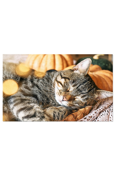 StoryGift Romania Tablou Canvas Pisica Tabby Cu Dovleac, Dormind Pe Acoperis ...