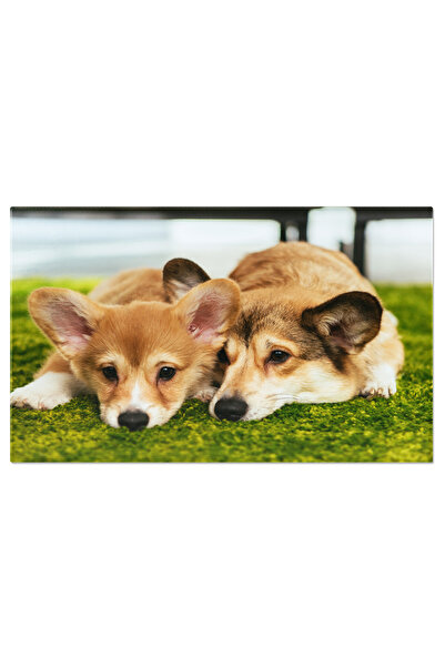 StoryGift Romania Tablou Canvas Doi Caini Welsh Corgi Draguti Pe Iarba Verde,...