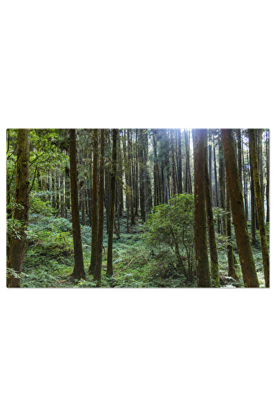 StoryGift Romania Tablou Canvas Peisaj Forestier In Alishan National Forest Recreation Area Padure, Alishan, Reze