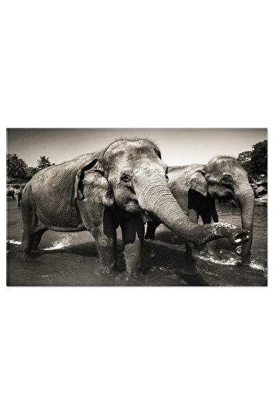 StoryGift Romania Tablou Canvas: Elefantii Asiatici - Intalnire In Peisaj Tro...