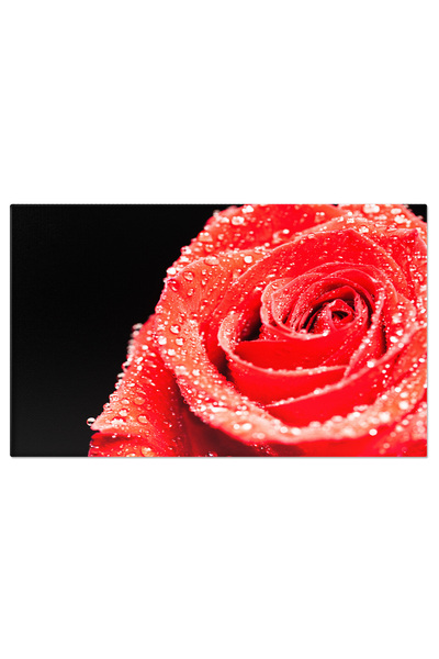 StoryGift Romania Tablou Canvas Fotografie Macro A Unei Frumoase Trandafiri R...
