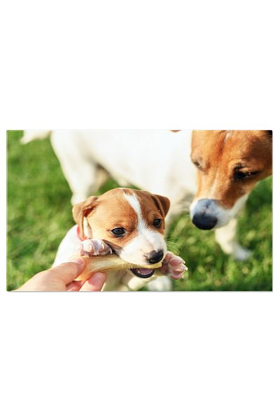 StoryGift Romania Tablou Canvas Caine Alb , Rasa Jack Russel Terrier, Caine, Primavara, Iarba, Alb, Rasa, Animal