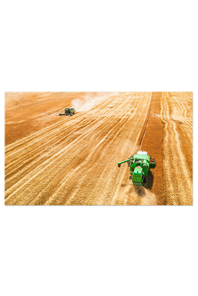 StoryGift Romania Tablou Canvas - Recolta De Grane De Aur: Agricultura La Mun...