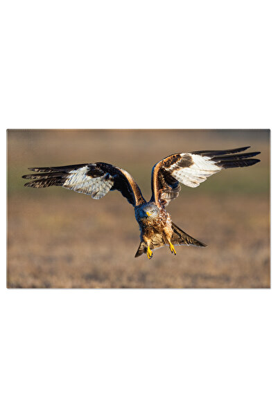 StoryGift Romania Tablou Canvas: Pasarea Rapitoare In Zbor - Vulturul Rosu La...
