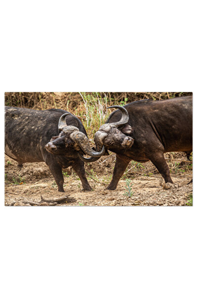StoryGift Romania Canvas Print Two African Buffaloes Fighting, Africa, Wild, ...