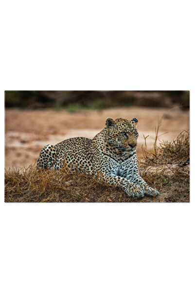 StoryGift Romania Tablou Canvas Leopard Relaxat In Iarba Eleganta Salbatica. ...