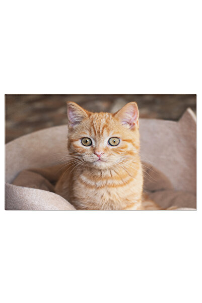 StoryGift Romania Tablou Canvas Pufosa Pisicuta Portocalie Stand In Fotoliul ...