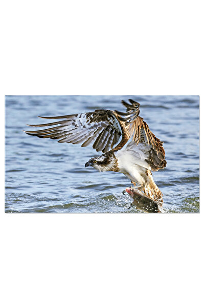 StoryGift Romania Tablou Canvas Vanatoare In Zbor - Un Rapitor In Cautarea Prazii In Mediul Sau Natural