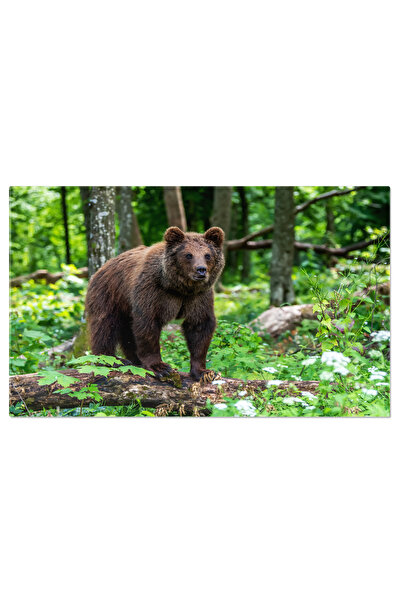 StoryGift Romania Tablou Canvas - Intalnire Cu Ursul Grizzly: Detalii Fascina...