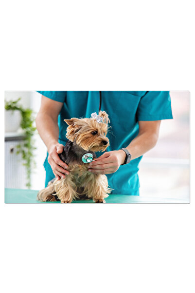 StoryGift Romania Tablou Canvas - Veterinar Examinand Un Caine Yorkshire Terrier