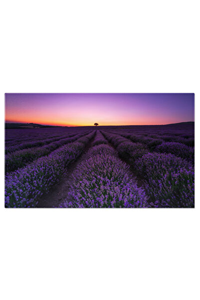 StoryGift Romania Tablou Canvas - Lavanda In Provence: Magie La Rasarit Si Apus