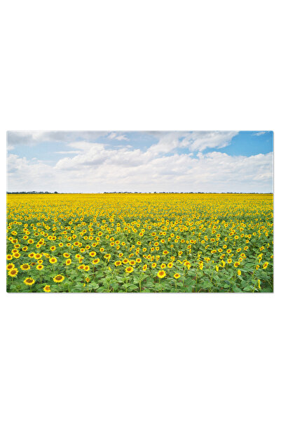 StoryGift Romania Canvas Painting Field Full of Flowers: Vibrant Summer Fresh...