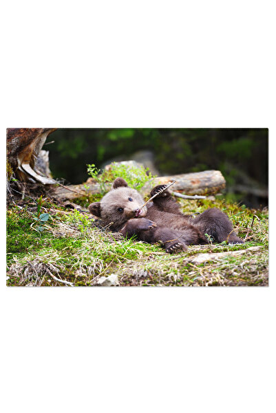 StoryGift Romania Tablou Canvas Ursulet Jucaus In Padure, Naturla Si Matasos,...