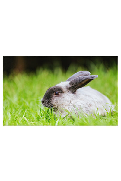 StoryGift Romania Tablou Canvas Iepure Lop In Iarba Lunga, Adorabil, Iepure, ...