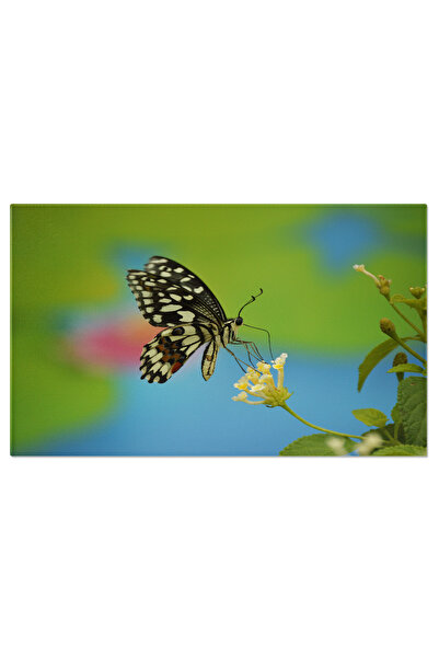 StoryGift Romania Tablou Canvas: Fluture Vibrant In Prim-plan Pe O Floare, Ex...