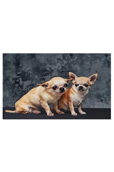 StoryGift Romania Tablou Canvas - Duo De Caini Mexicani, Moment Studio, Pui Veseli