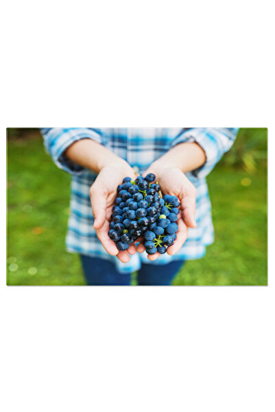 StoryGift Romania Tablou Canvas: Recoltarea Strugurilor In Gradina: Agricultu...