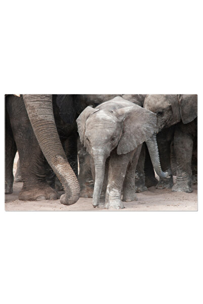 StoryGift Romania Tablou Canvas Pui De Elefant Cu Mama In Desertul Kalahari, ...