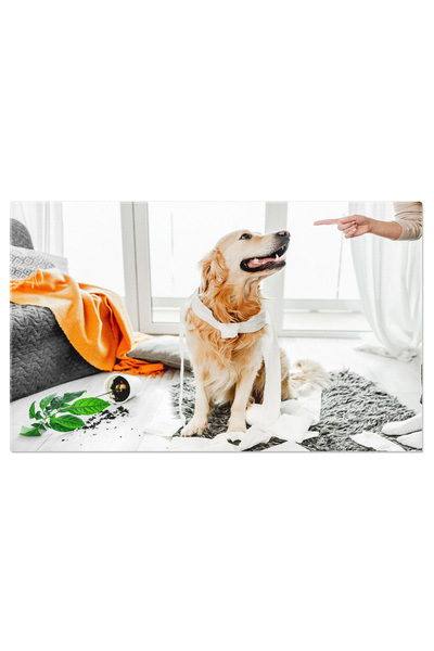 StoryGift Romania Tablou Canvas Golden Retriever Si Hartie Igienica, Moment Amuzant