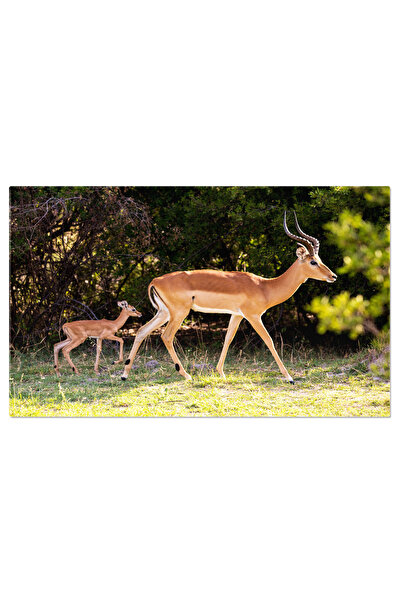 StoryGift Romania Tablou Canvas: Caprioare, Mama Si Puiul, In Natura