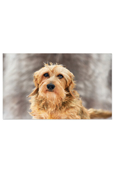 StoryGift Romania Tablou Canvas Caine Doberman Caine, Dachshund, Portret, Ani...