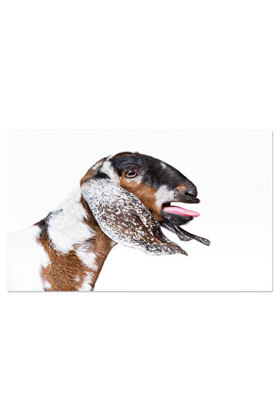 StoryGift Romania Tablou Canvas Cu Capra In Mediul Sau Natural - Ferma, Domes...