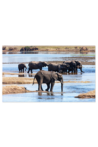 StoryGift Romania Tablou Canvas Elefanti Africani In Traversarea Raului Chobe...