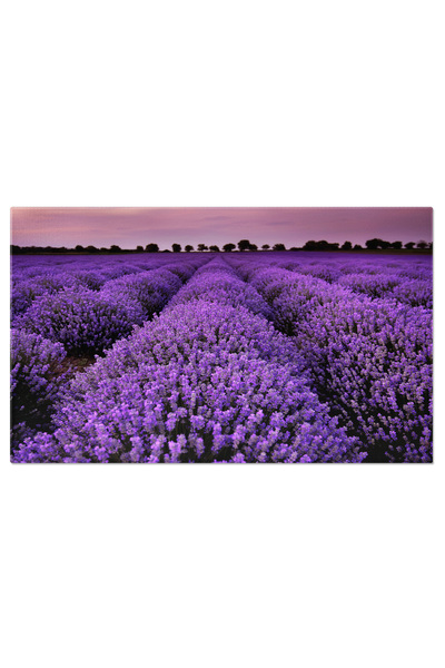StoryGift Romania Tablou Canvas Lavanda La Rasarit Si Apus - Peisaj Linistit