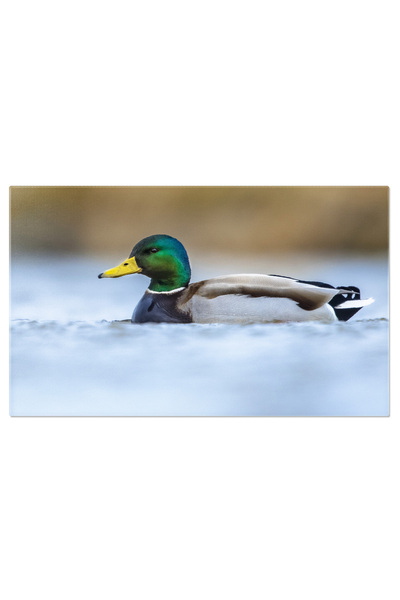 StoryGift Romania Tablou Canvas Rata Colorata - Pasari Uimitoare Intr-un Port...