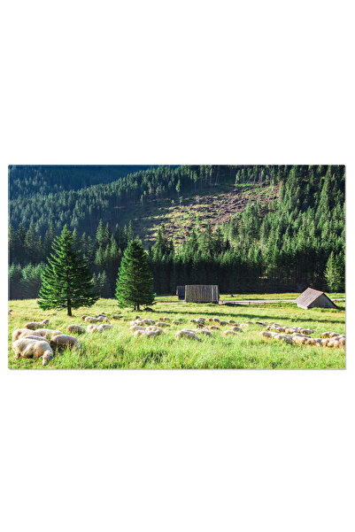 StoryGift Romania Tablou Canvas 70 X 50cm - Pajiste In Tatra: Oi Pasunand In Polonia 70x50cm Stg ,stg,stg