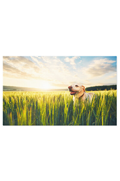 StoryGift Romania Tablou Canvas Peisaj De Vara - Soare, Campii Si Descoperire