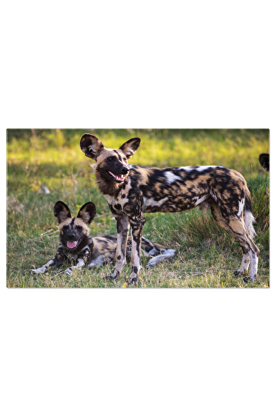 StoryGift Romania Tablou Canvas: Caine Salbatic African, Mama Si Puiul, In Na...