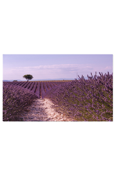 StoryGift Romania Tablou Canvas: Peisaj Provence - Lavanda In Floare
