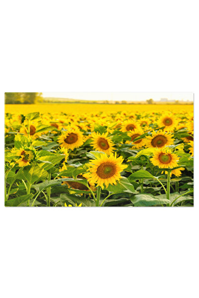 StoryGift Romania Tablou Canvas Camp De Floareasoarelui Rural Petale Aurii Pr...