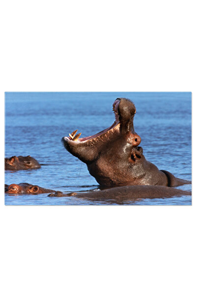 StoryGift Romania Tablou Canvas Hipopotam Mascul In Botswana, Hippopotamus, A...