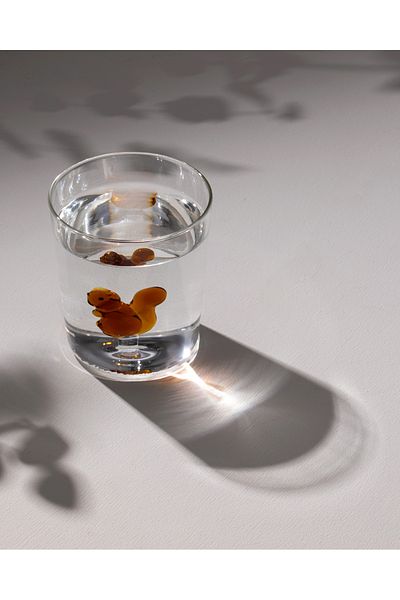 Madame Coco Violet Borosilicate Glass Cup - Brown - 350 ml